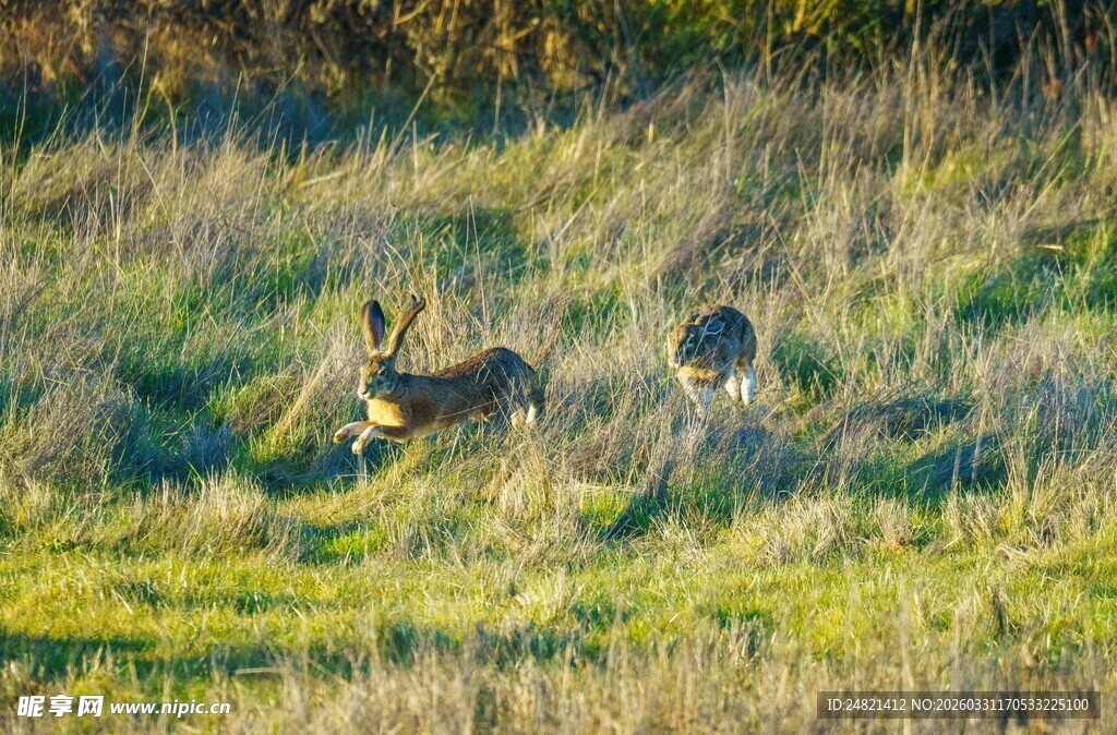 草原上的两只奔跑小鹿