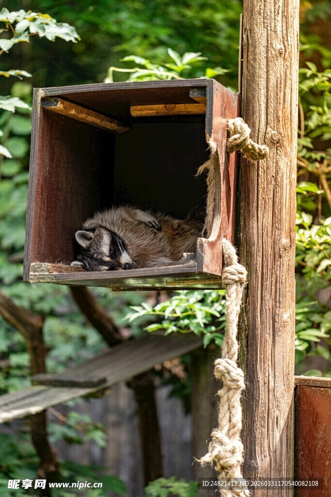 箱中休憩的小动物