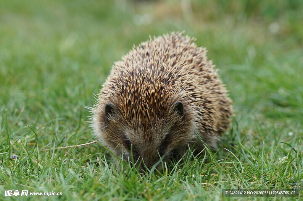 草地上的小刺猬