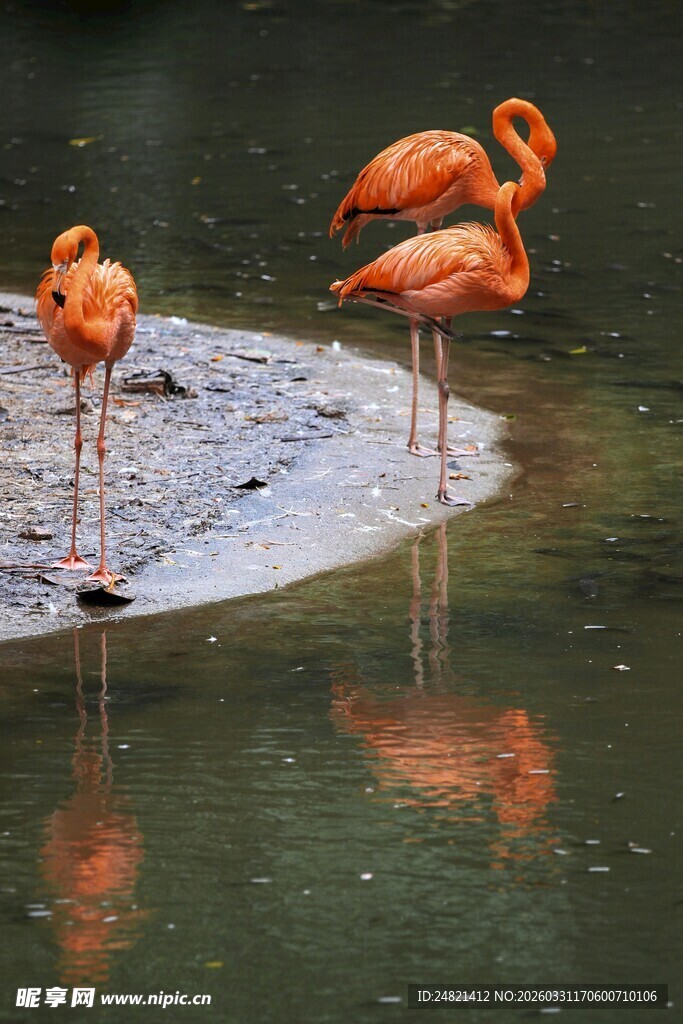 水边优雅的火烈鸟