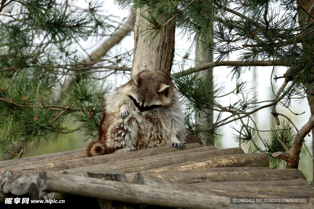 树上休憩的猫头鹰
