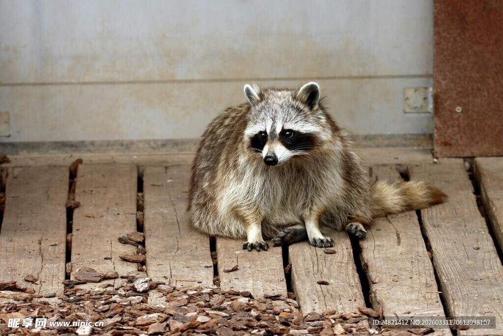 木栈道上的浣熊