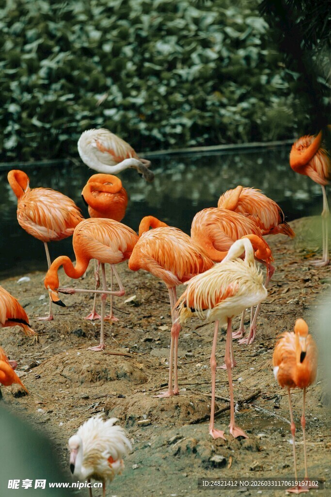 一群火烈鸟在户外栖息