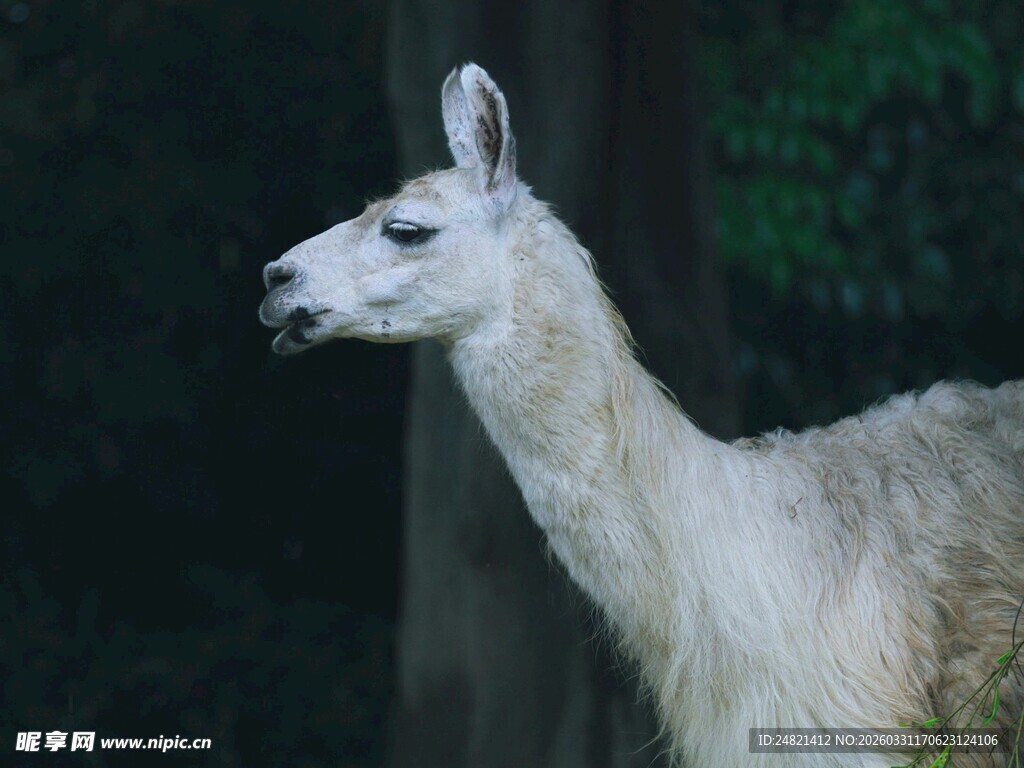 白色羊驼侧视图