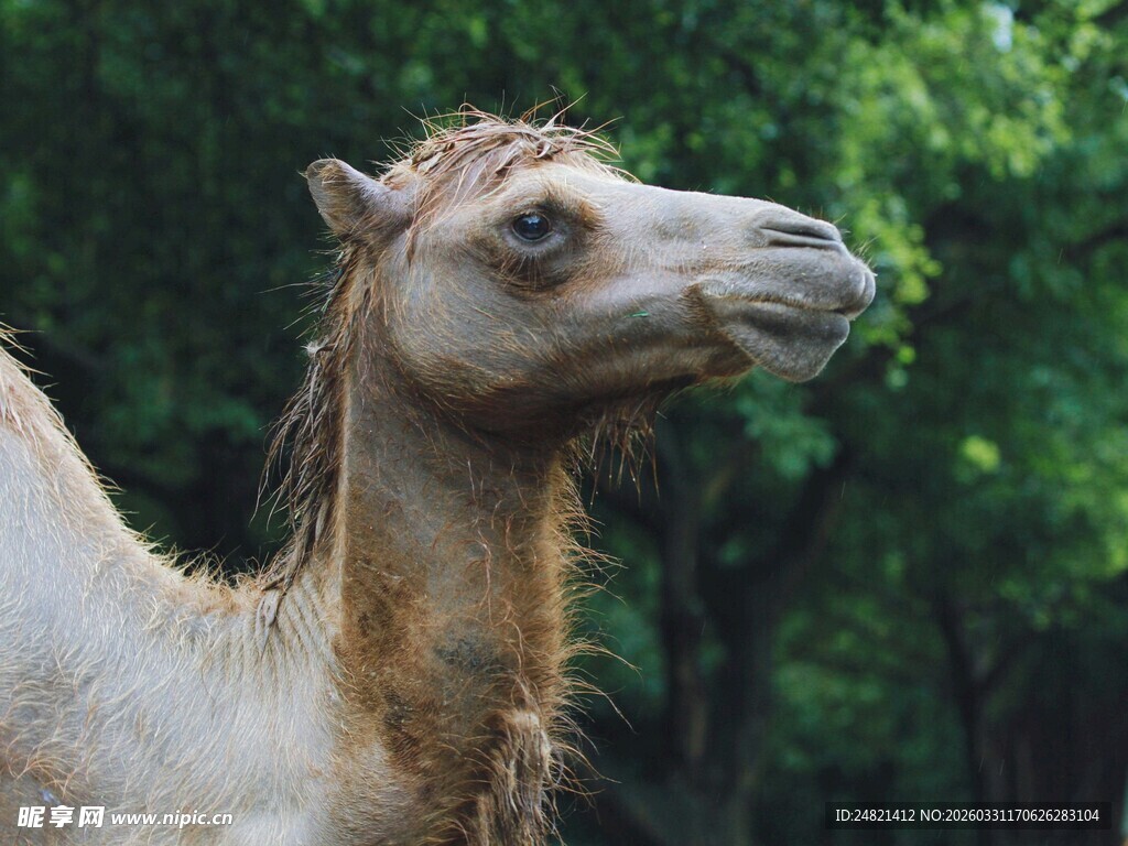 骆驼特写