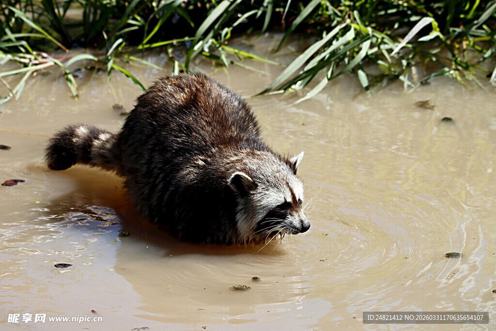 浣熊在浅水中行走