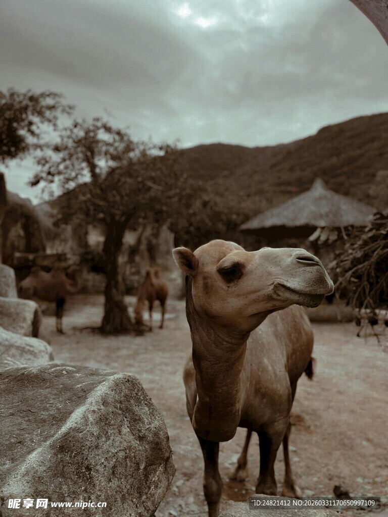 沙漠中的骆驼