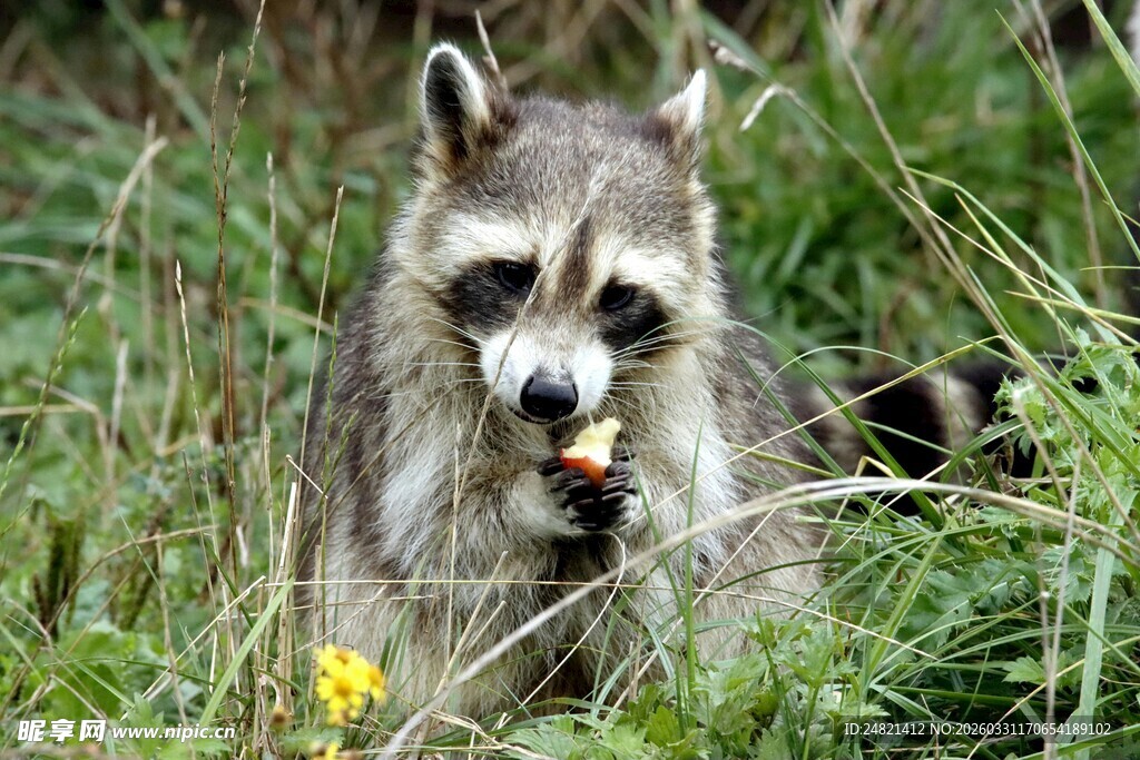 草丛中进食的可爱浣熊