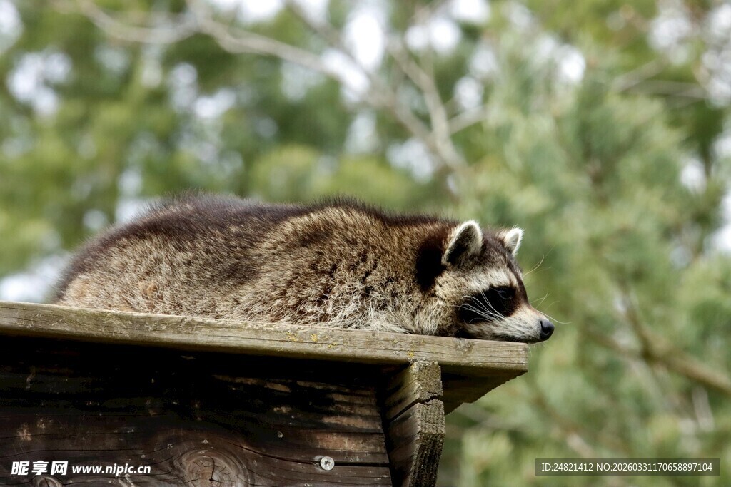 屋顶上休憩的浣熊