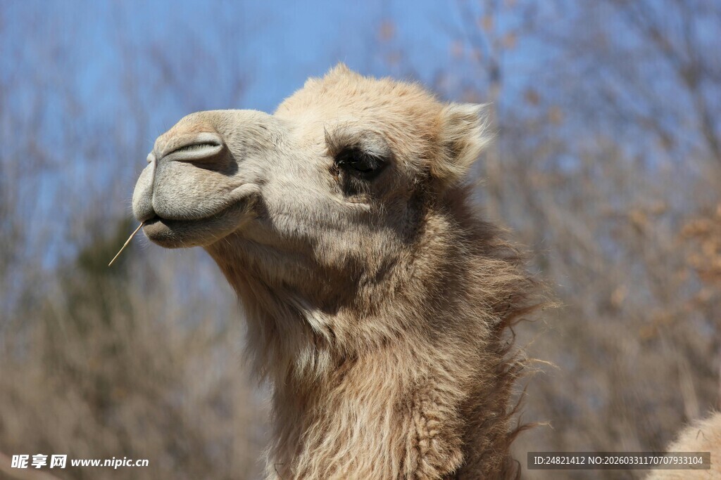 骆驼头部特写