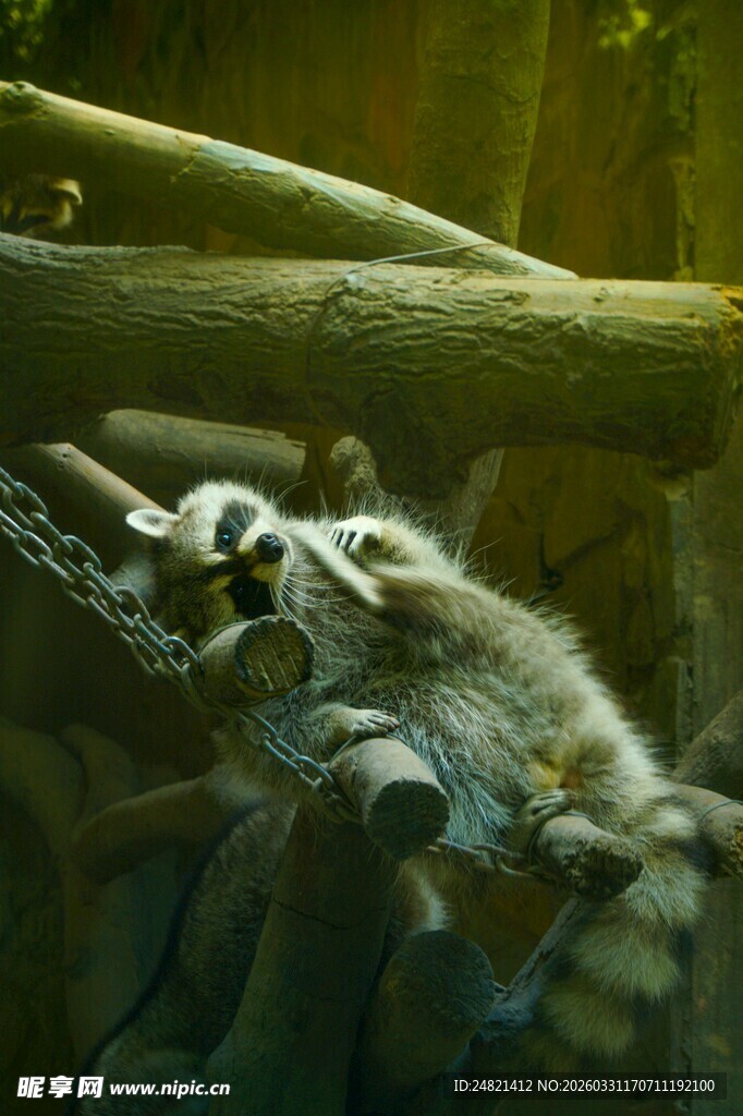 环尾狐猴栖息于树枝间