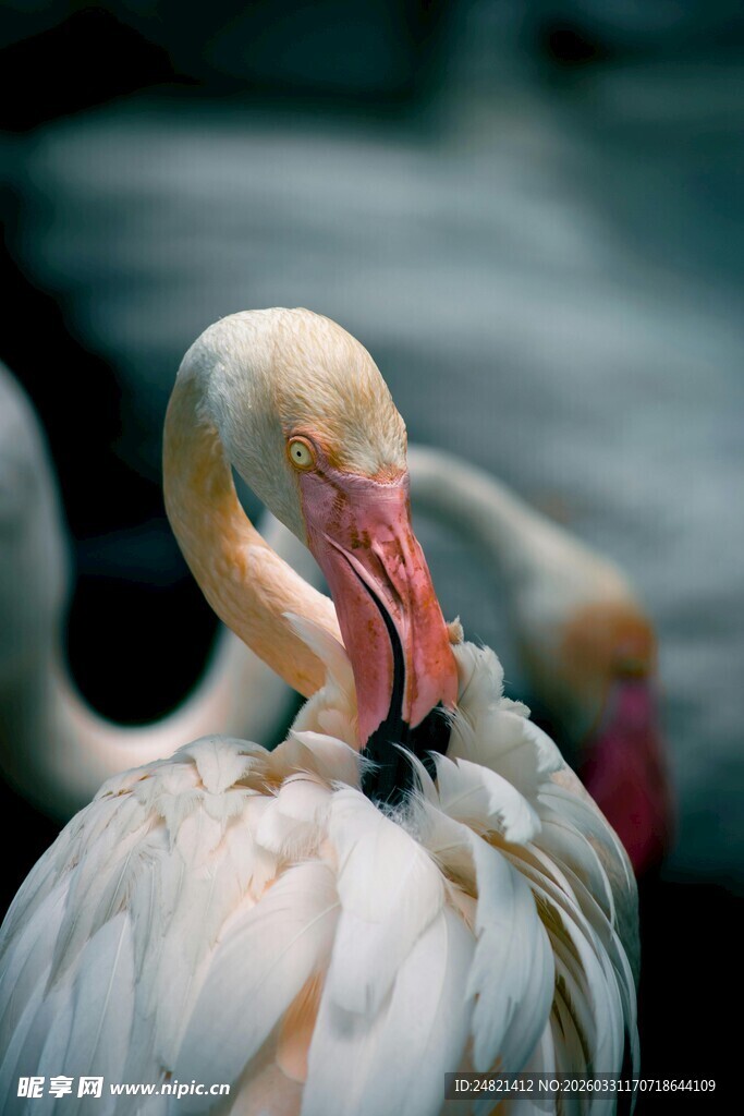 优雅火烈鸟整理羽毛