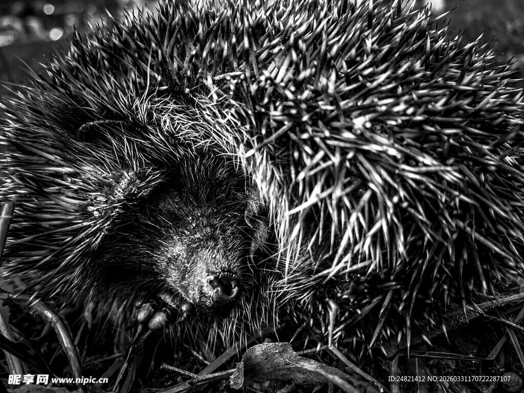 蜷缩的刺猬