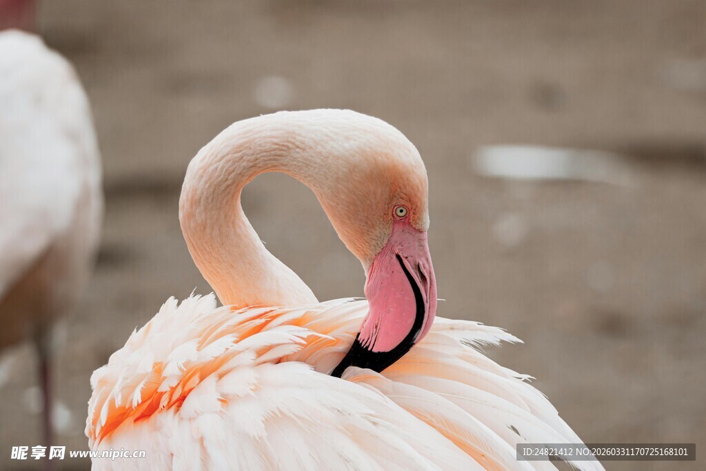 优雅火烈鸟整理羽毛