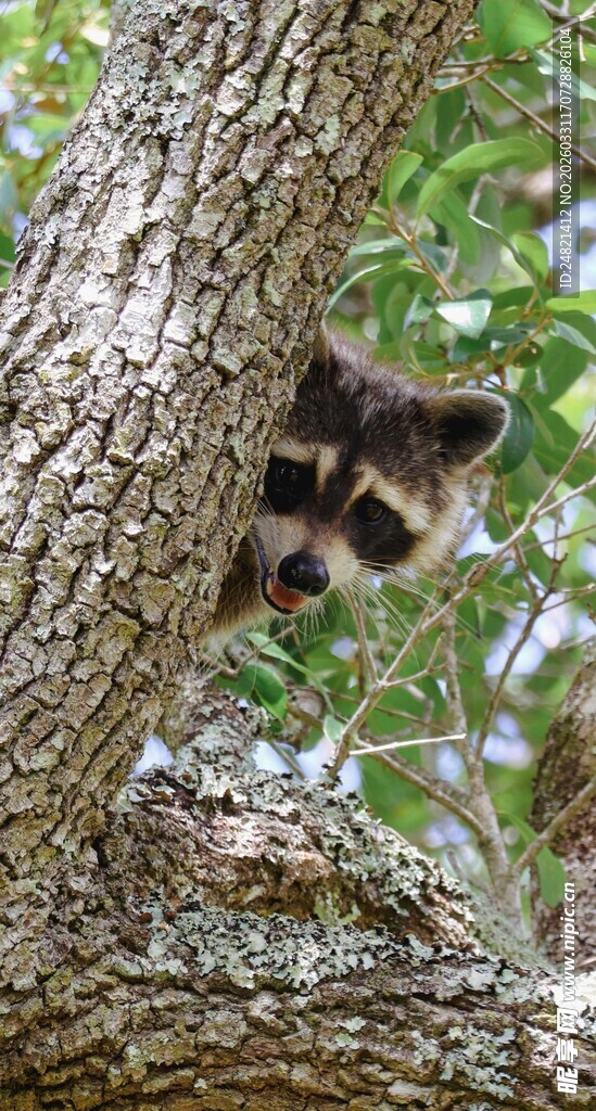 树上的浣熊