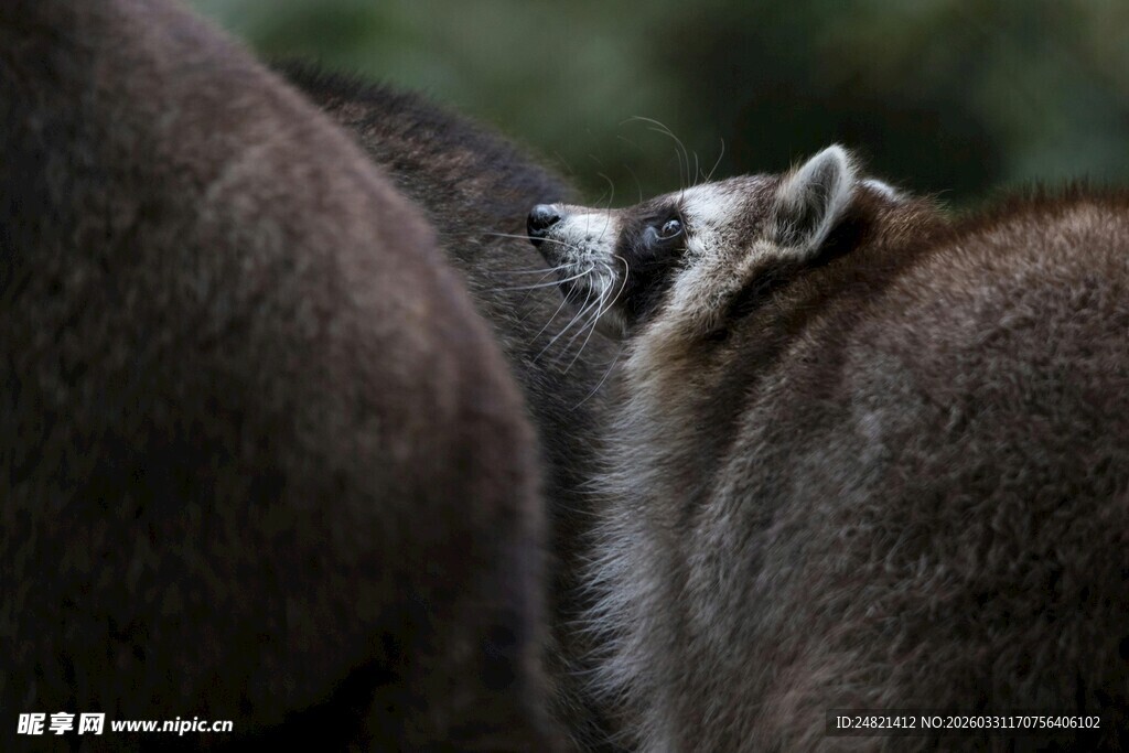 小浣熊仰头看同伴