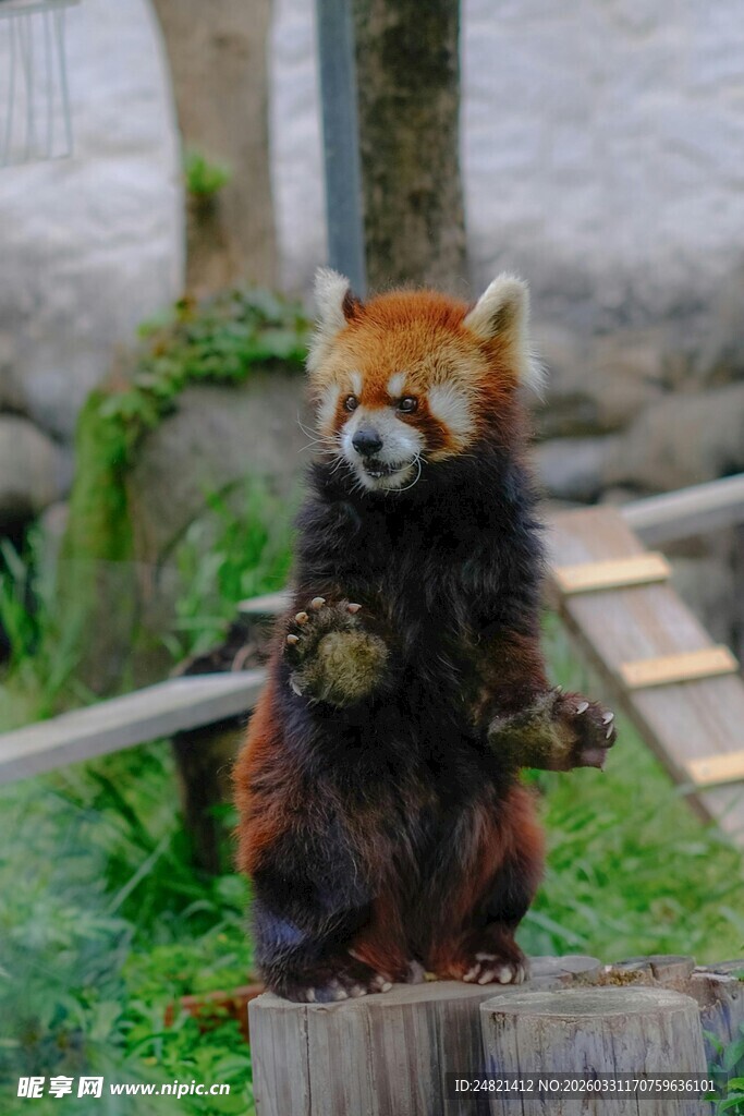 小熊猫站立在木桩上