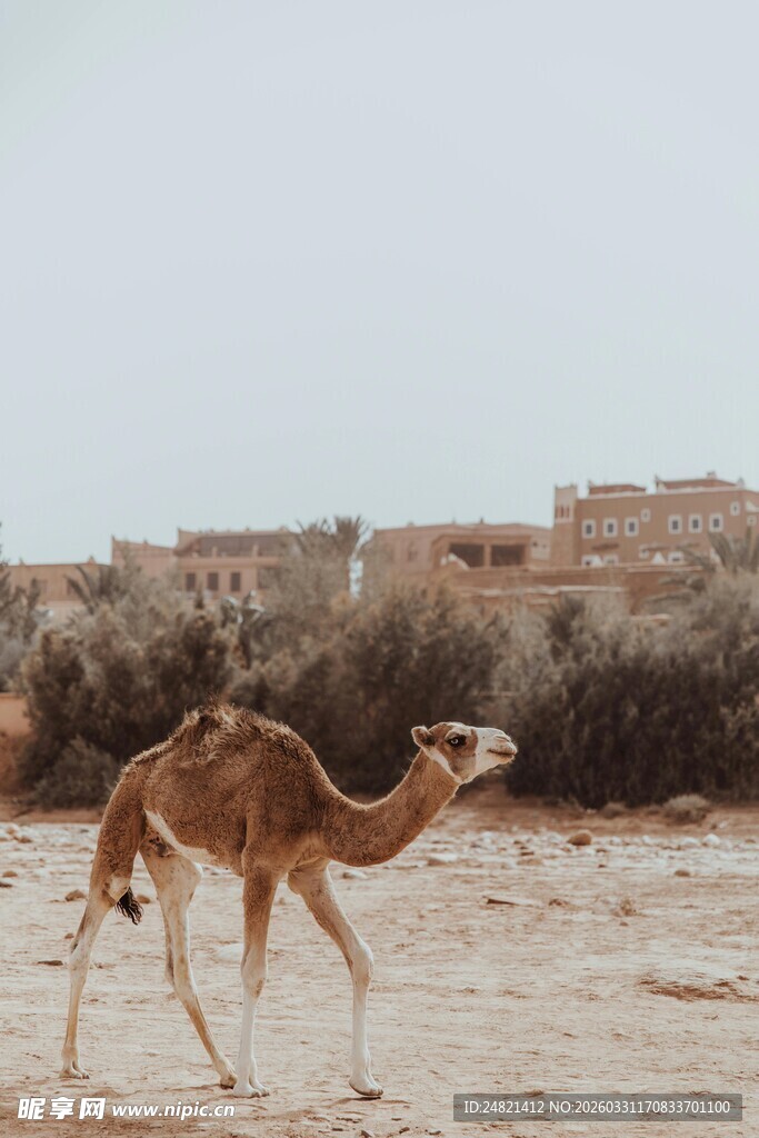 沙漠中独行的骆驼