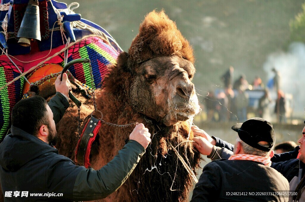 传统民俗中的舞狮表演