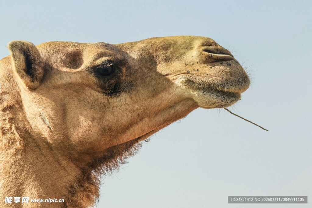 骆驼特写