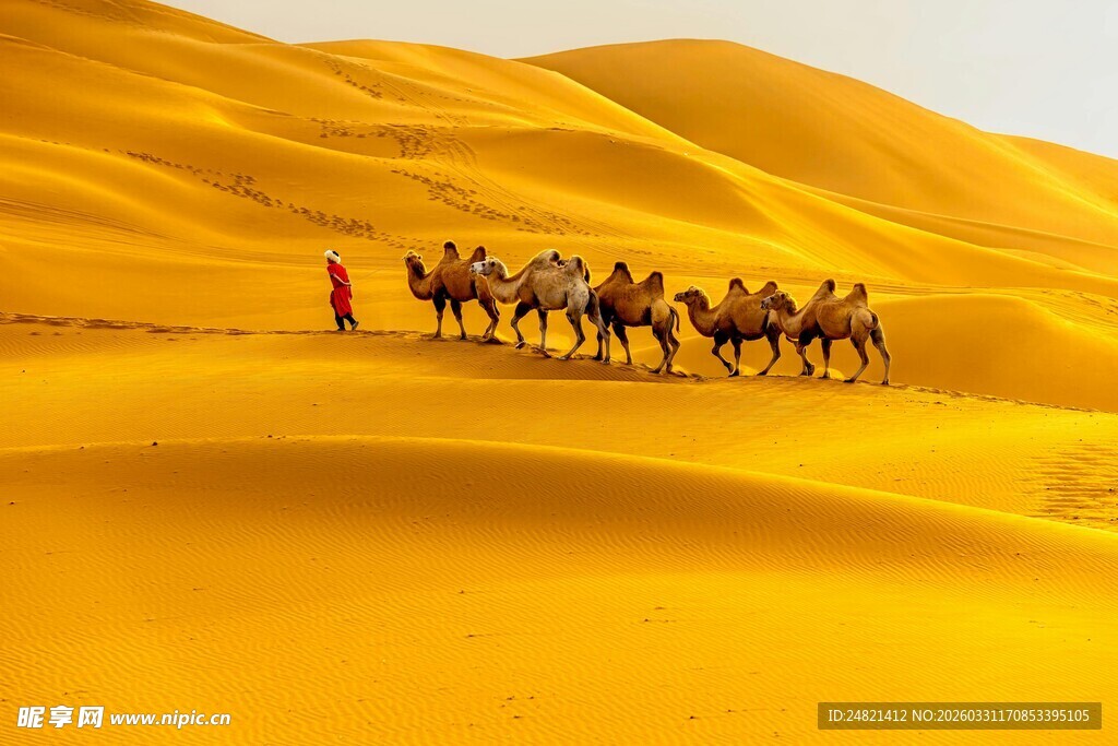 沙漠驼队在金色沙海行进