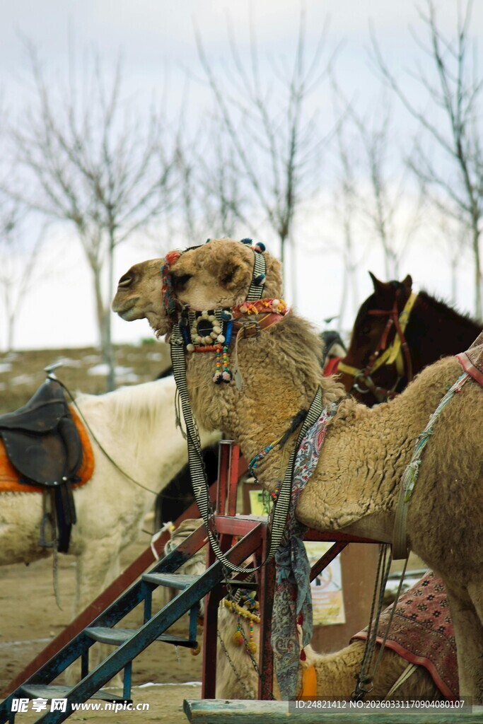 骆驼群于户外场景