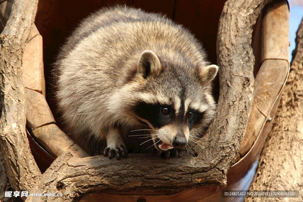 树杈上的小浣熊