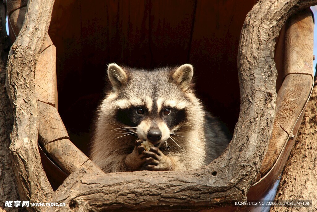 树洞中进食的浣熊