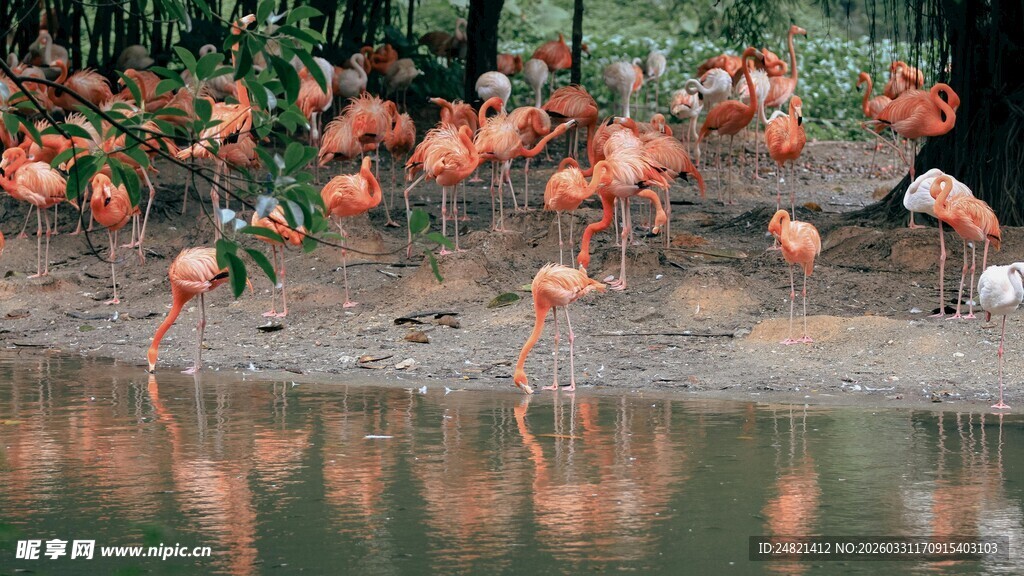 岸边火烈鸟齐聚湿地