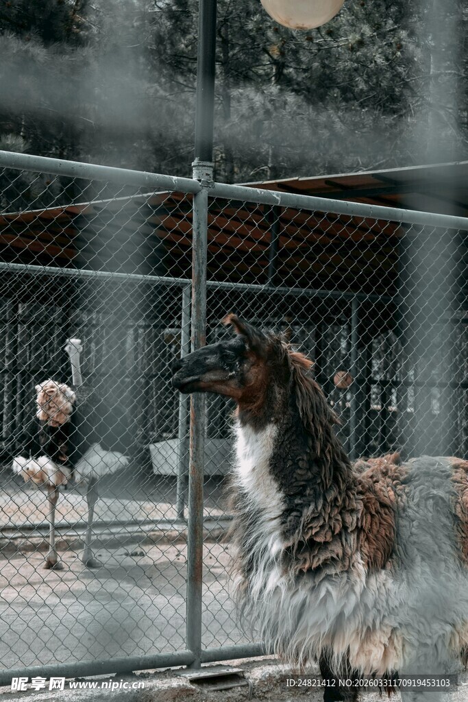 围栏内的优雅猎犬与鸵鸟