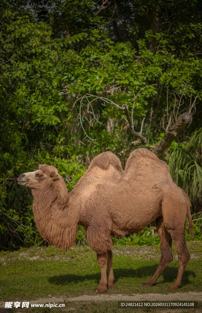 草原上的双峰骆驼