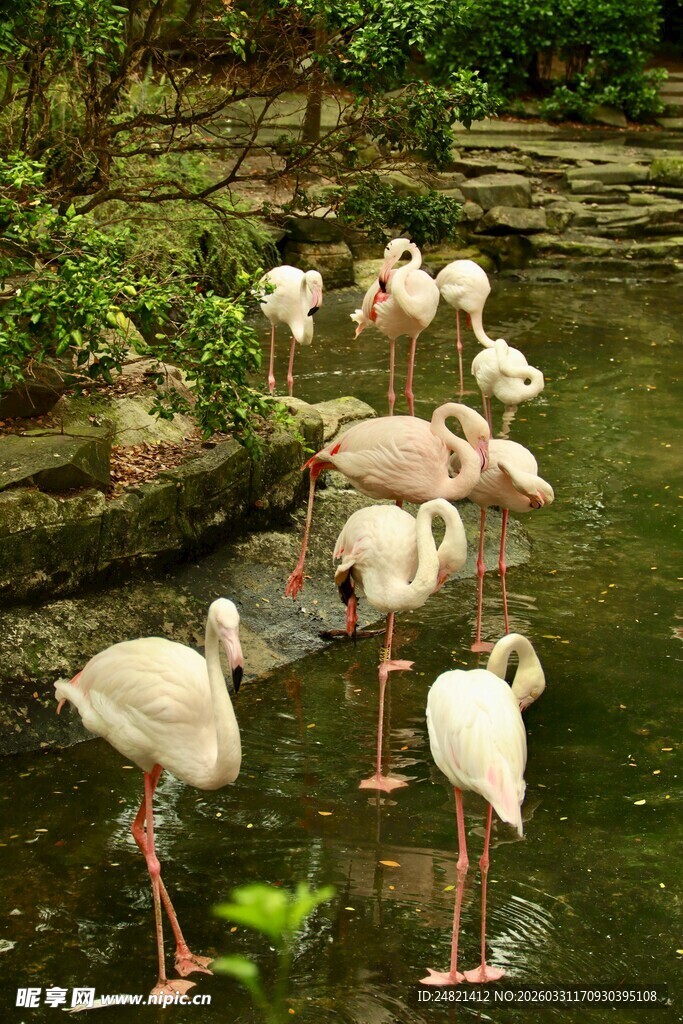 湿地中的火烈鸟群