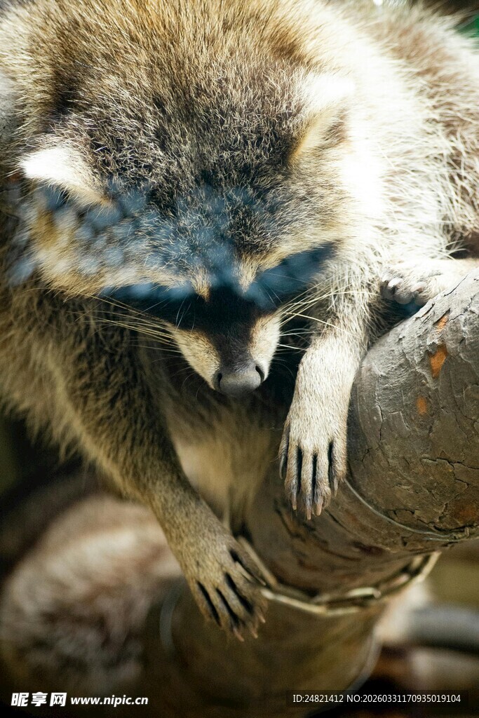 小浣熊趴树枝专注模样