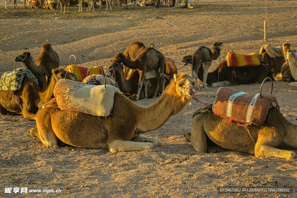 沙漠中休憩的骆驼与旅人