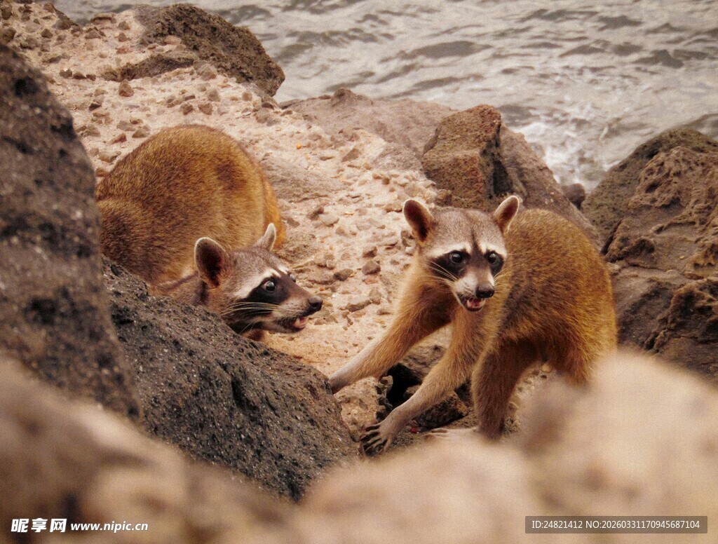 岩石上的几只浣熊