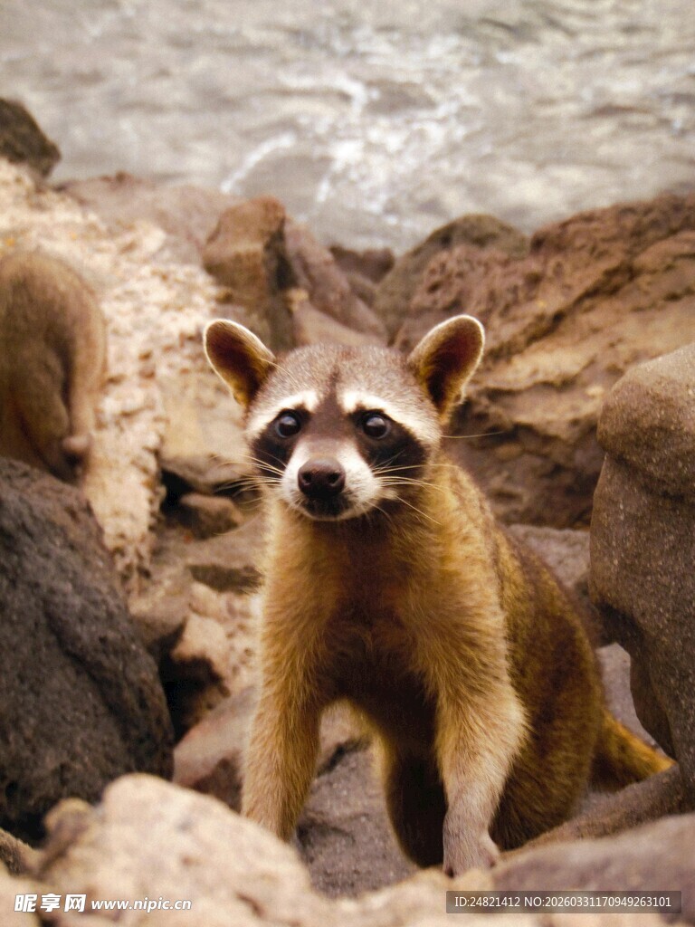 岩石上的浣熊
