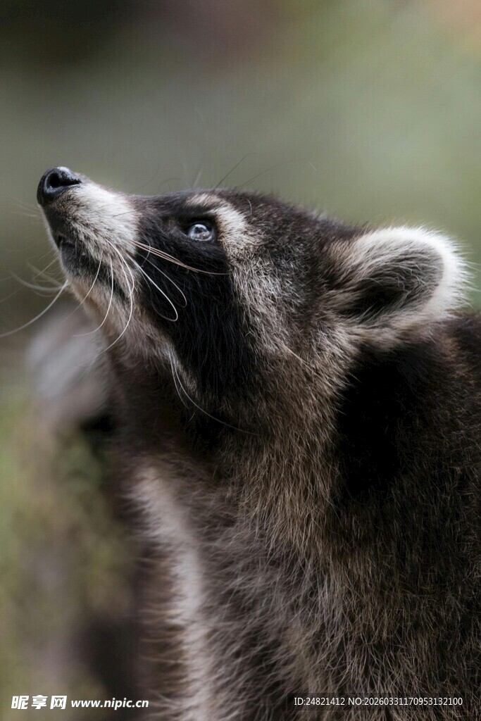 仰头的浣熊