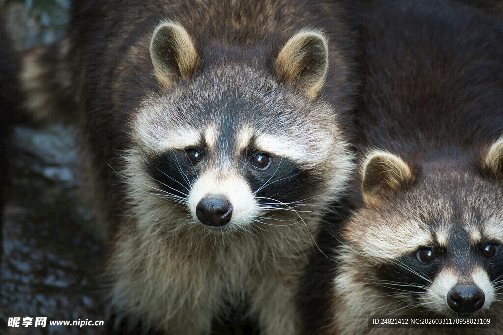 两只可爱浣熊对视瞬间