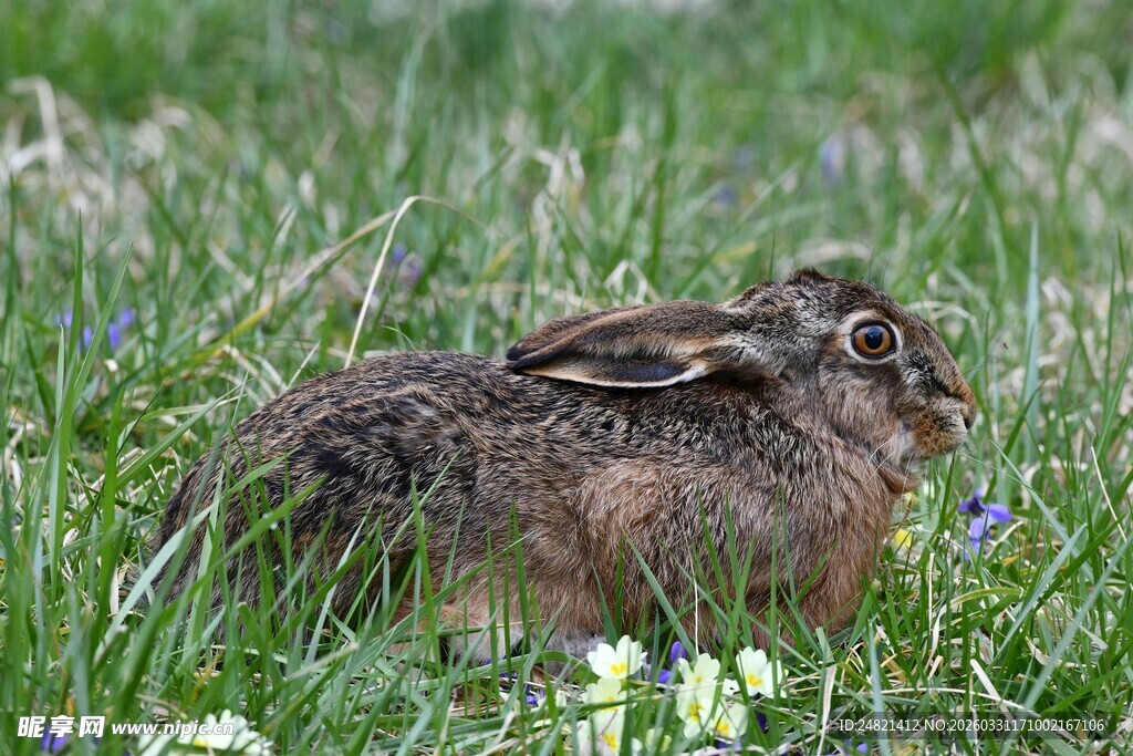 草丛中的野兔