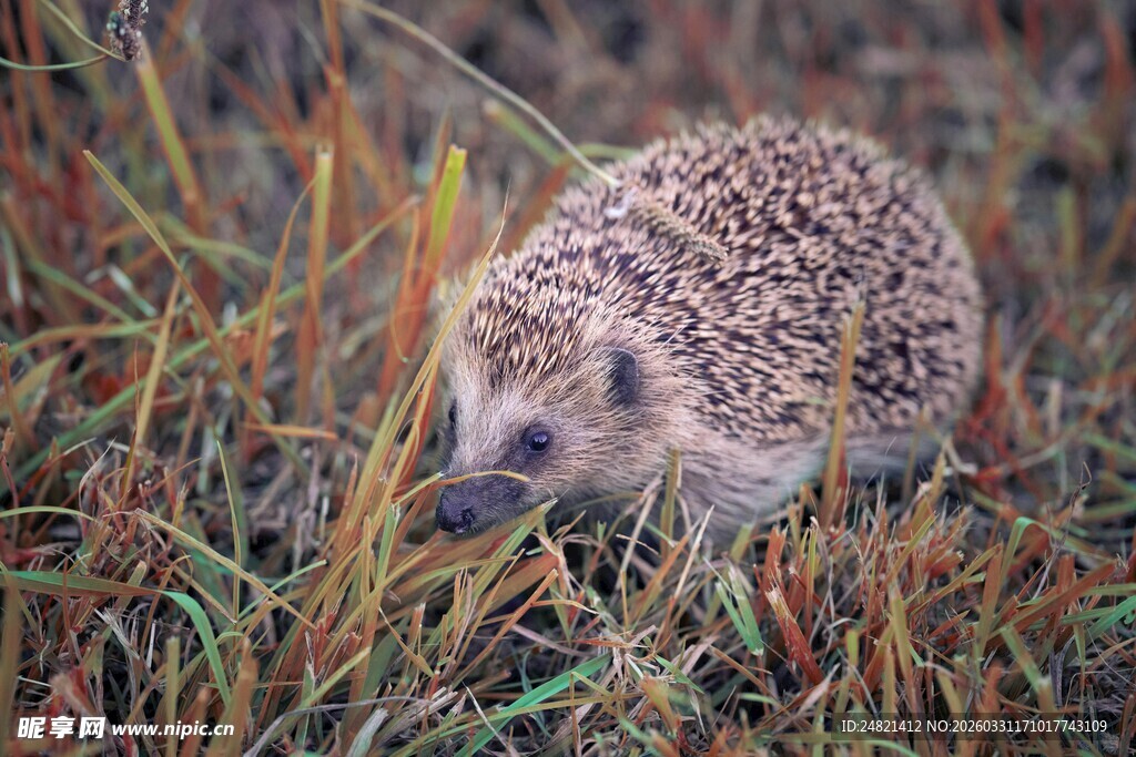 草丛中的小刺猬