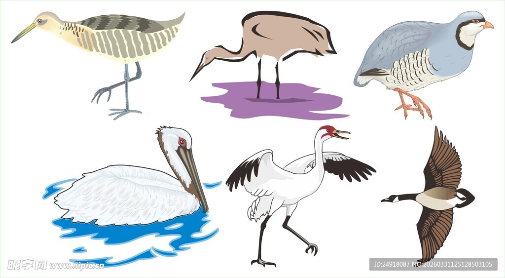 多样鸟类插画展示