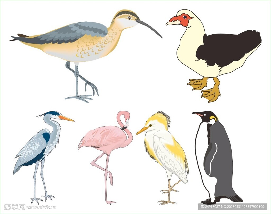 多样鸟类集合