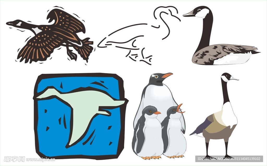 多种鸟类及海洋生物集锦