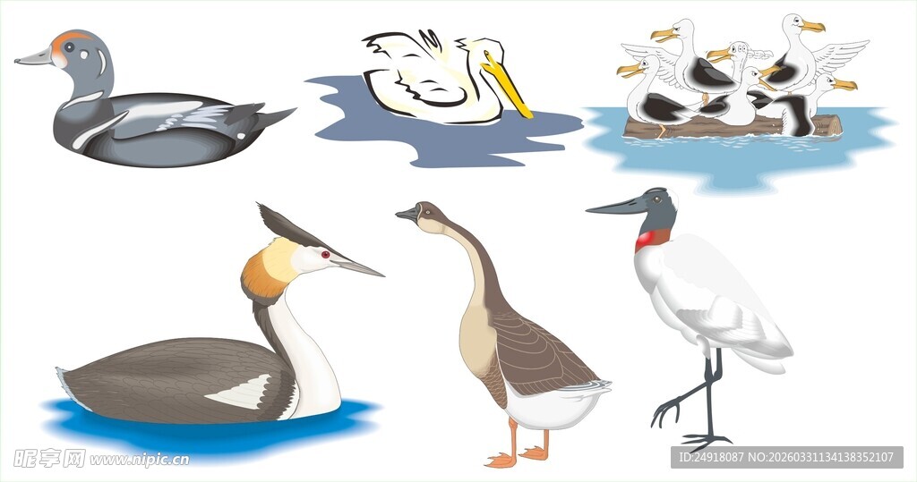 多样水鸟齐聚画面