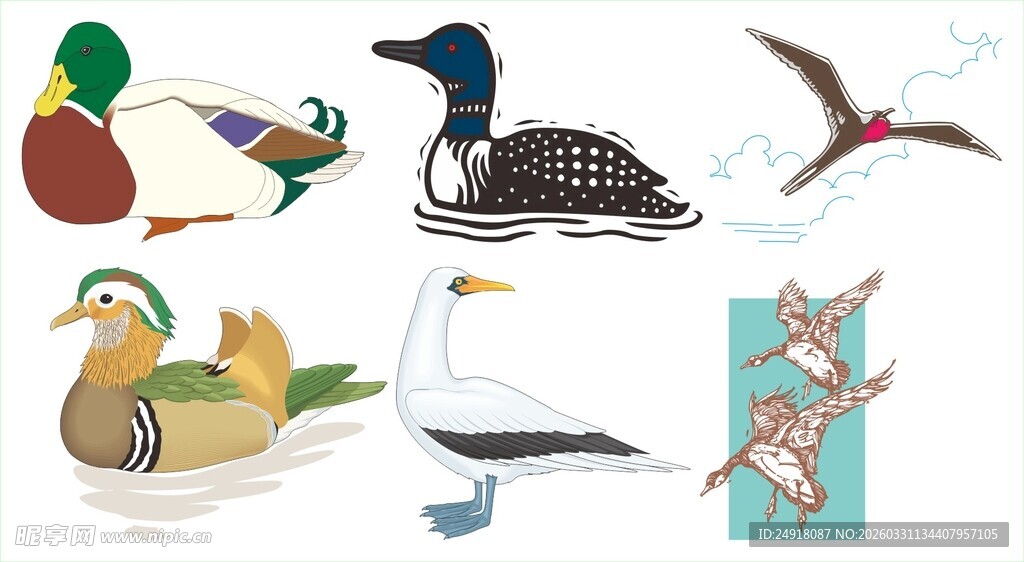 多样鸟类插画素材