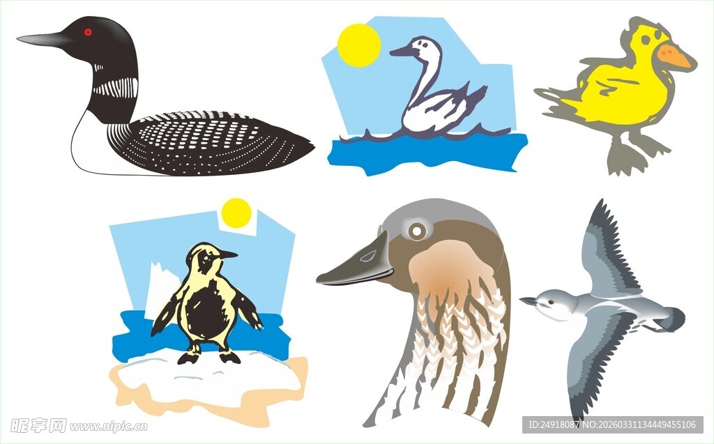 多样海洋鸟类与生物展示