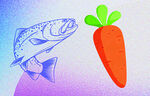 鱼与胡萝卜的奇妙组合
