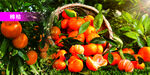 沙糖桔 蜜桔