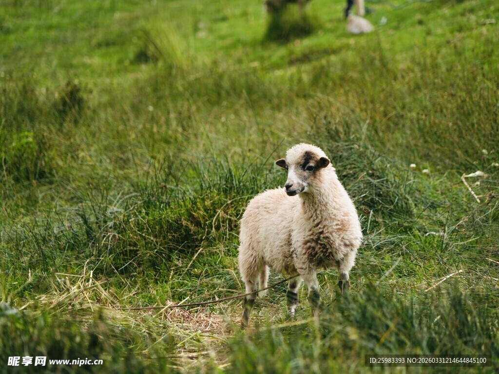 绵羊