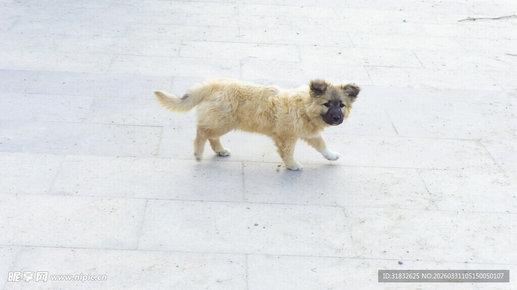 路上的可爱小狗